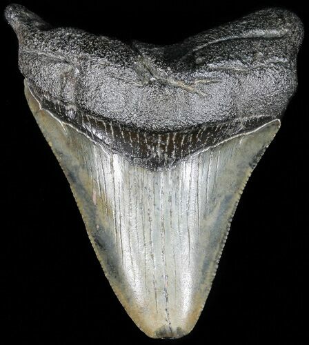 Juvenile Megalodon Tooth - South Carolina #52980